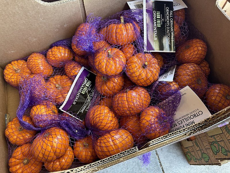 Cluster of mini pumpkins and gourds for cozy fall decor in a small apartment