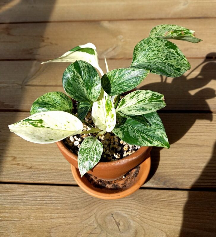 Potted marble queen pothos plant, dollar store rope wrapped planter idea