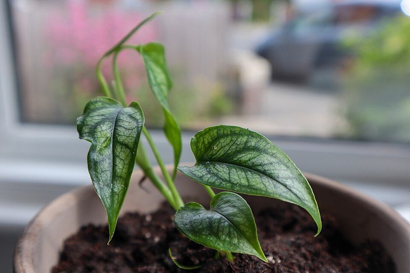 Potted monstera houseplant, dollar store faux greenery arrangement