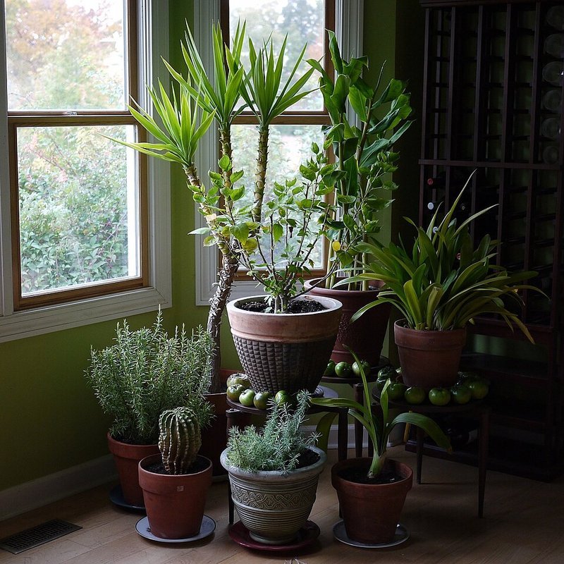 Collection of affordable indoor houseplants adding greenery to a small apartment interior
