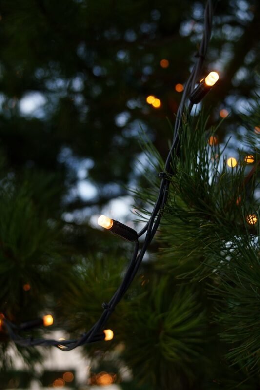 Close-up of warm white Christmas tree lights on green pine branches