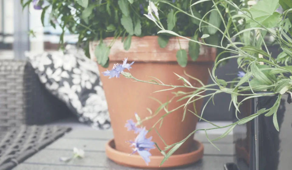 Terracotta pots with colorful flowers on a small balcony