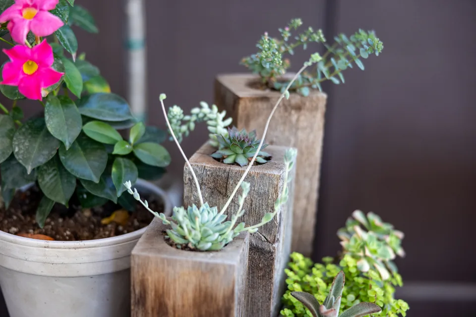 Close-up of succulents in rustic wooden planters