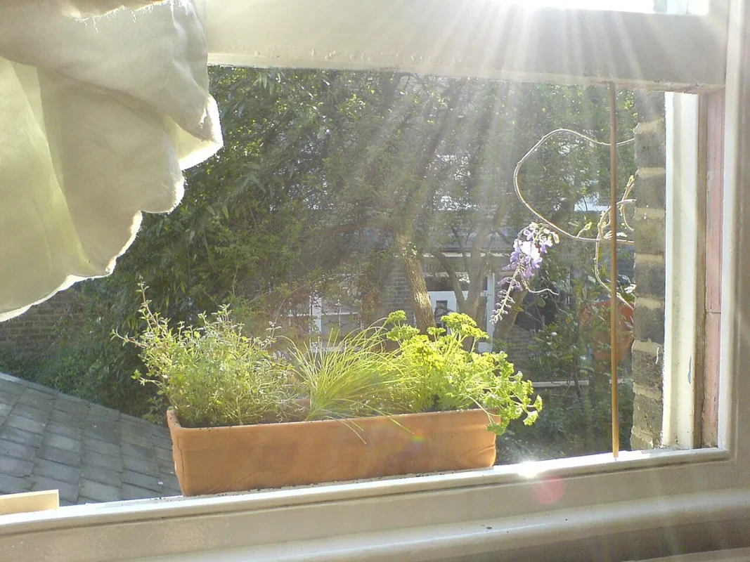 Terracotta window box planted with fresh herbs on a sunny sill