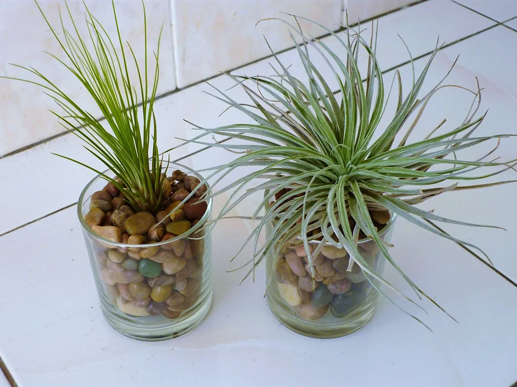 Air plants displayed in glass cups without soil