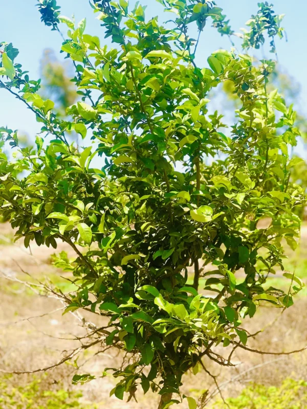 Lemon tree foliage