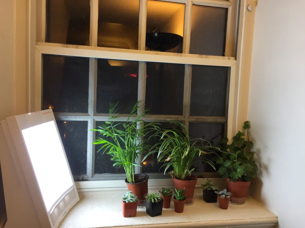 Indoor plants growing under a grow-light panel