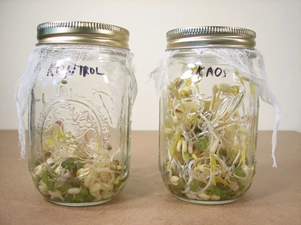 Beans sprouting in mason jars on a counter