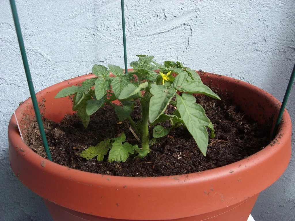 Young tomato plant in a terracotta pot