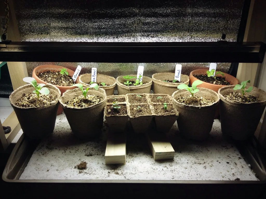Seedlings growing under a light on an indoor shelf