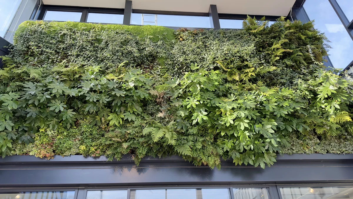Large outdoor living plant wall