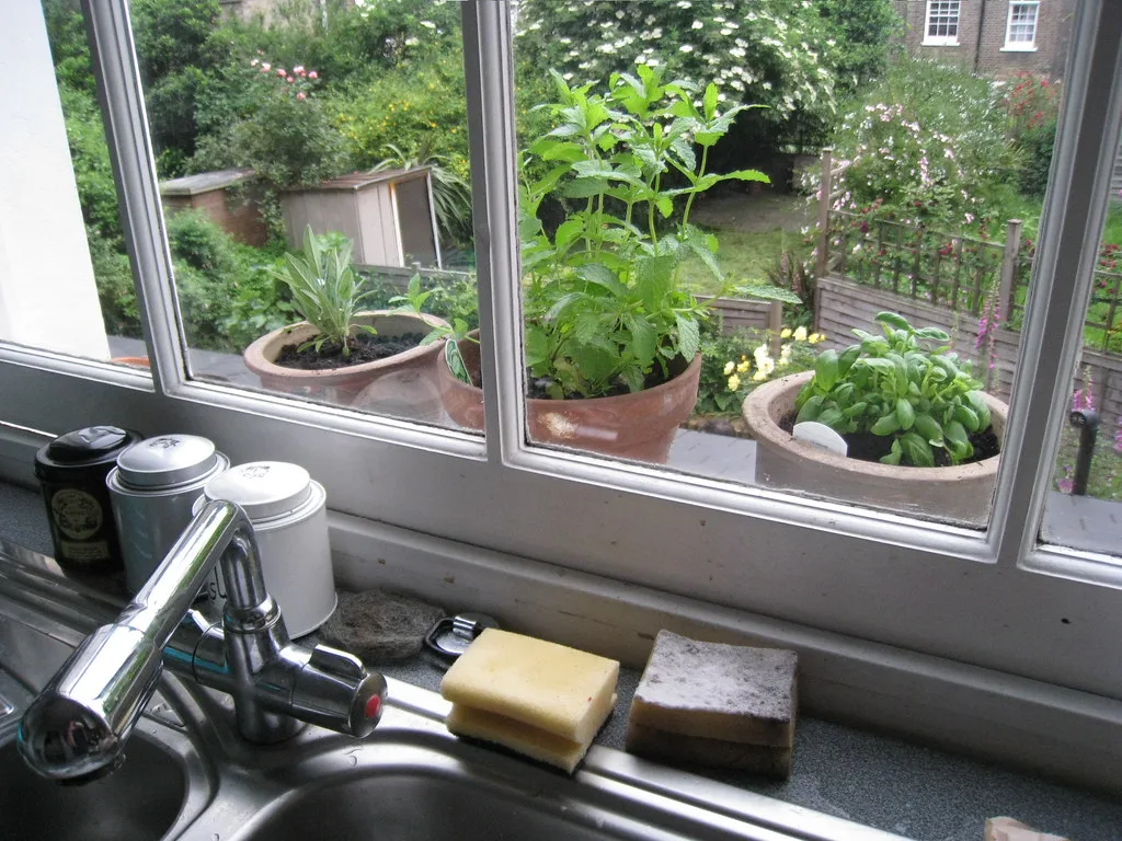 Potted herbs growing on a sunny windowsill