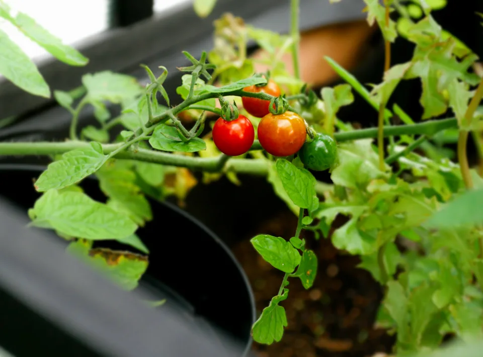 Cherry tomatoes growing in a black container pot