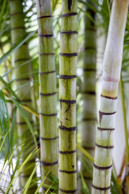 Close-up of bamboo stalks for natural privacy screening