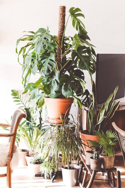 Living room corner filled with lush houseplants including a large monstera
